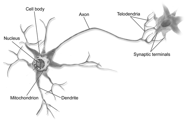 Neurone